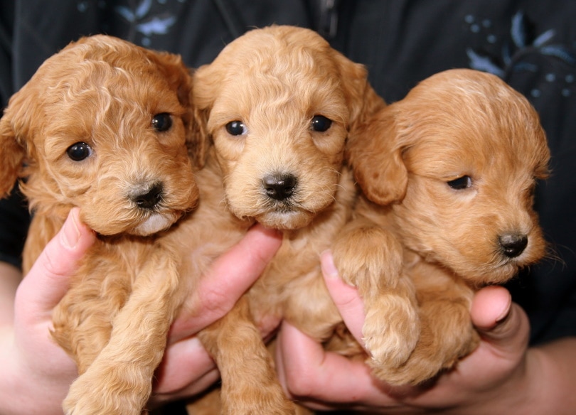 Labrador retriever puppies in man's hand_Piqsels