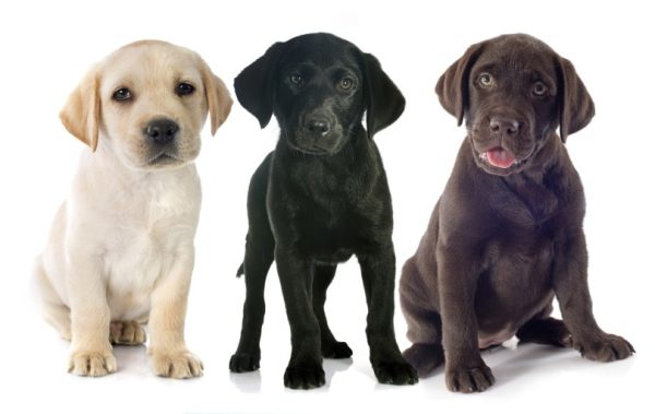 Labrador retriever puppies in white background