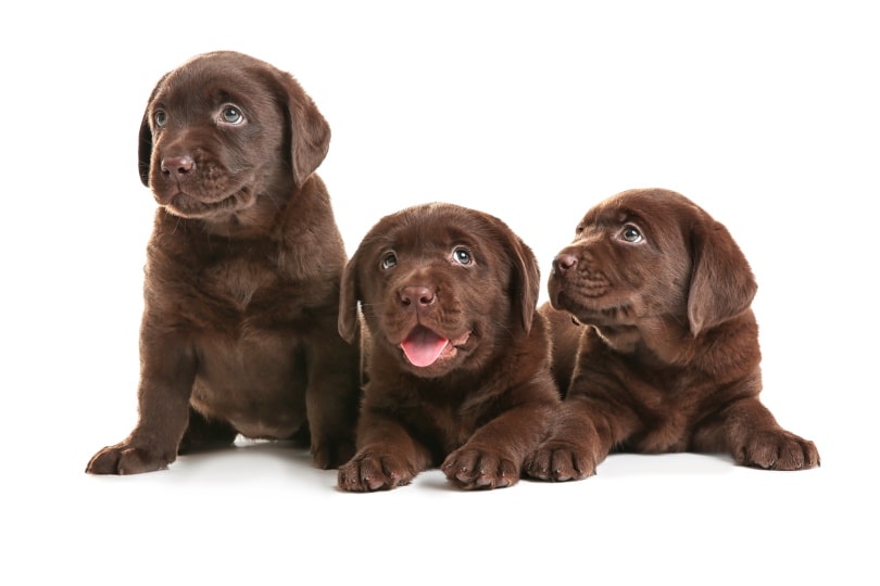 Labrador retriever puppies