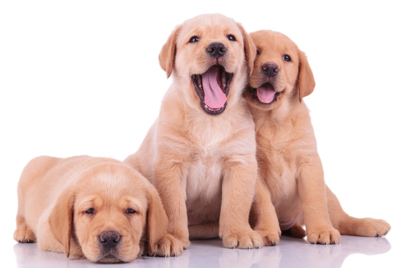 Labrador retriever puppies