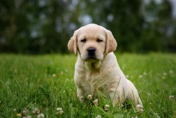 Labrador retriever puppy on grass