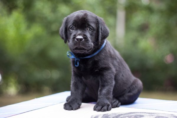 Labrador retriever puppy