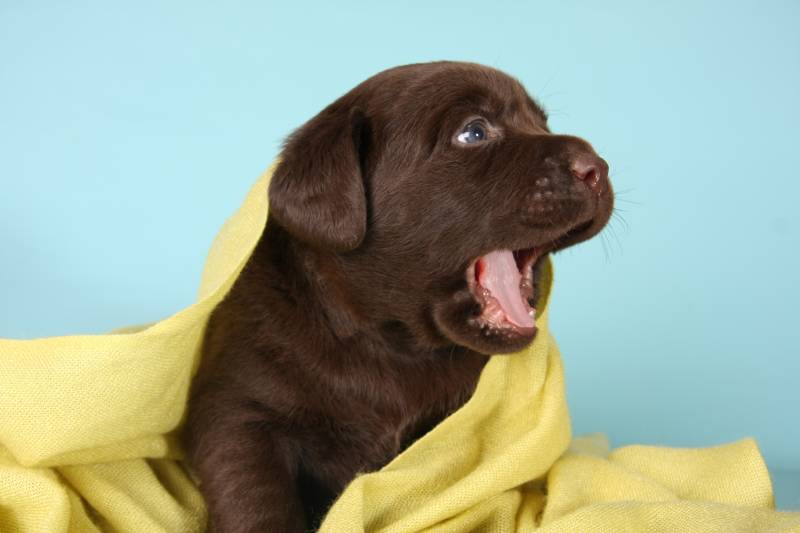 Labrador retriever puppy with it's mouth open