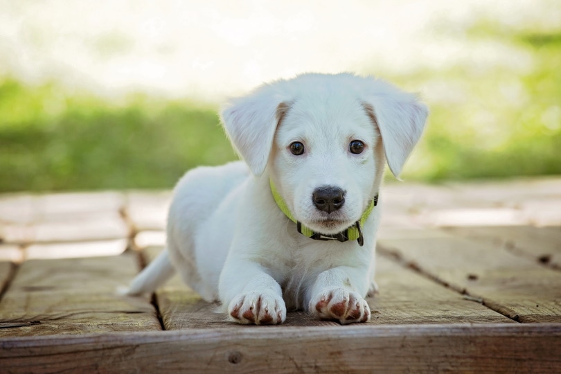 Labrador retriever puppy
