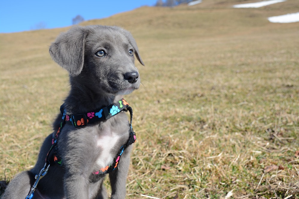 Labrashepherd_Ian Lafford_Shutterstock