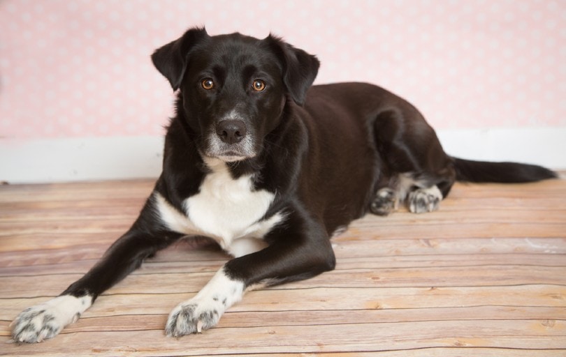 Labsky lying on wooden floor