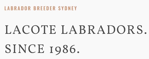 Lacote Labradors