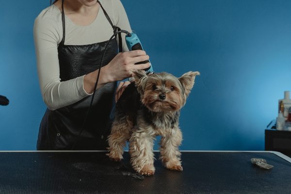 Lady grooming a black brown dog