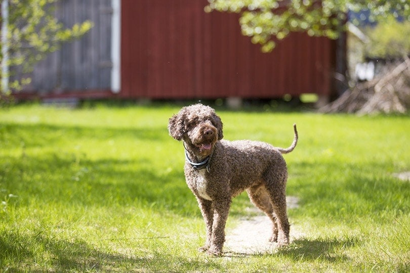 Lagoto Romagnolo dog standing in the yard