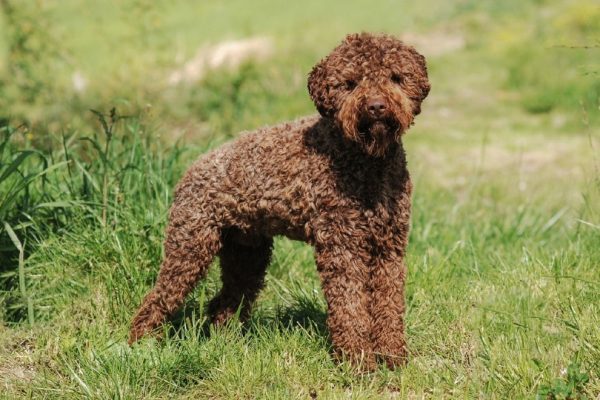 Lagotto Romagnolo