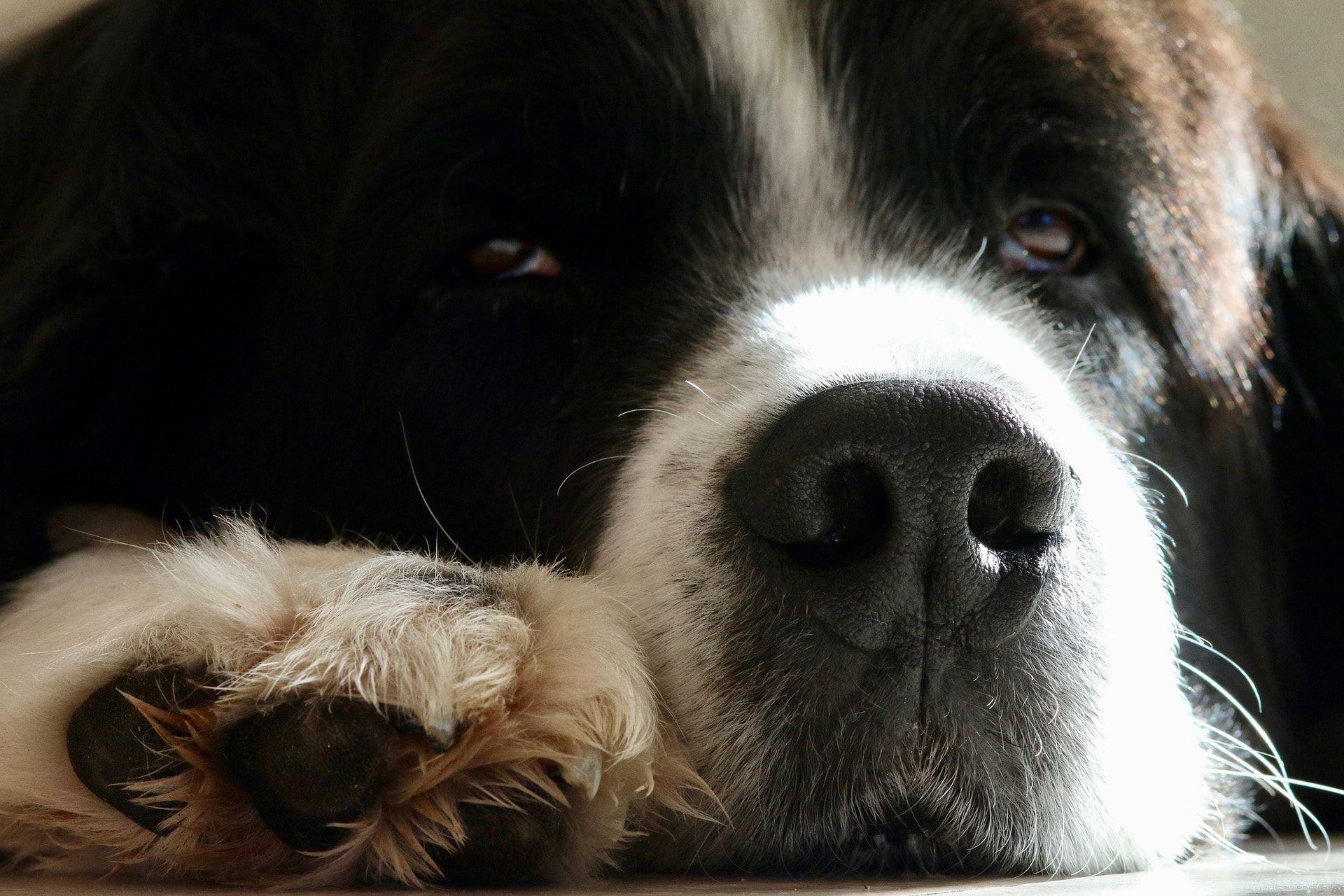 Landseer close up