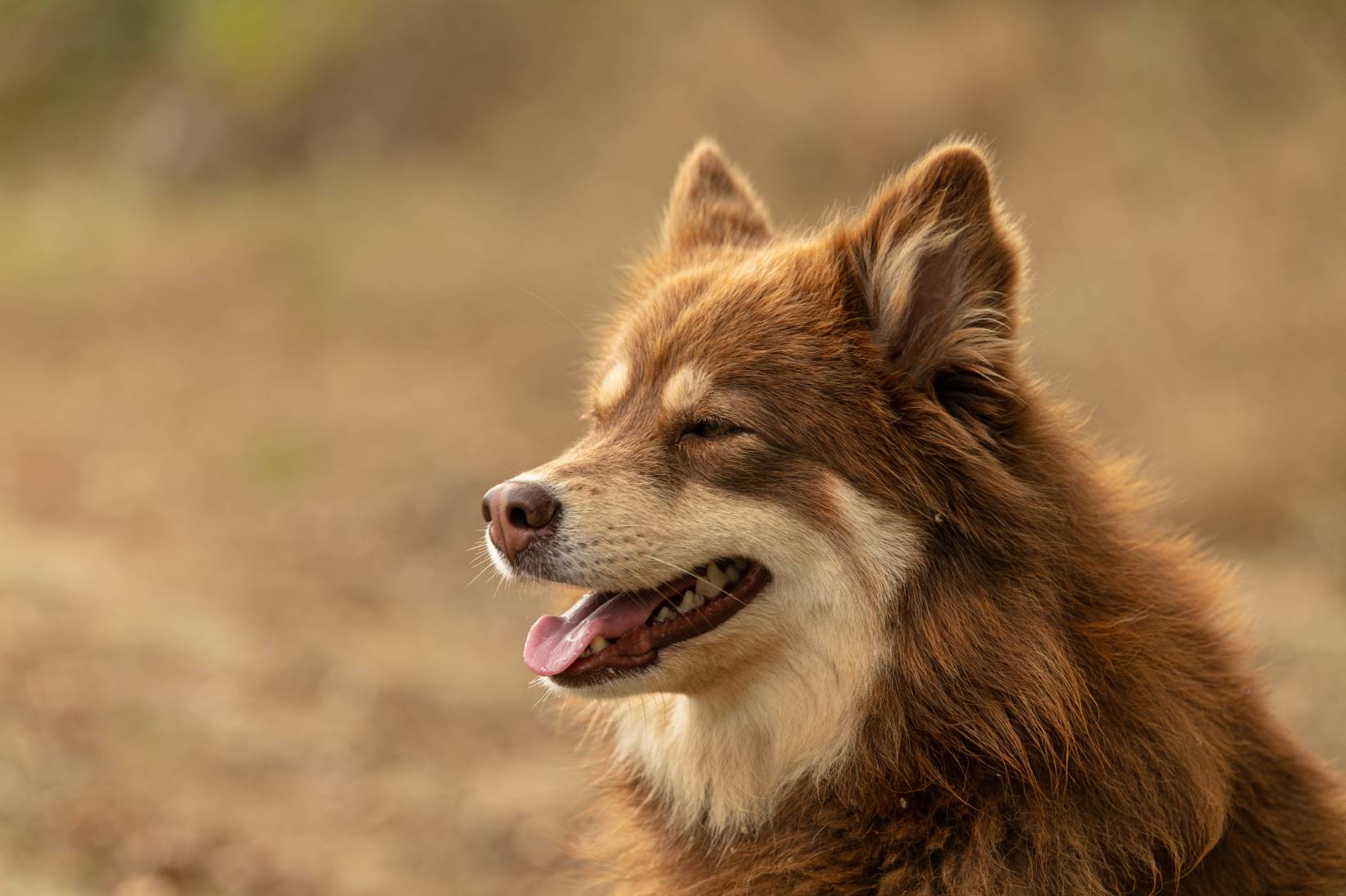 Lapponian-Herder-side-view-close-up