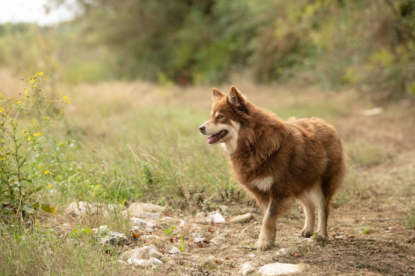Lapponian-Herder-side-view