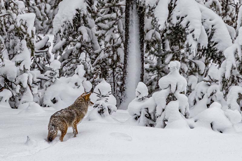 Large cayote stops in his tracks looking for prey