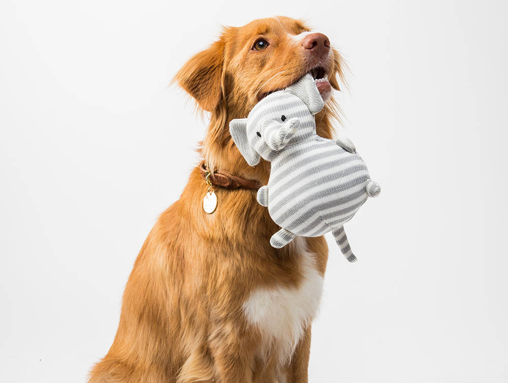 Large dog with toy_Flouffy_Unsplash