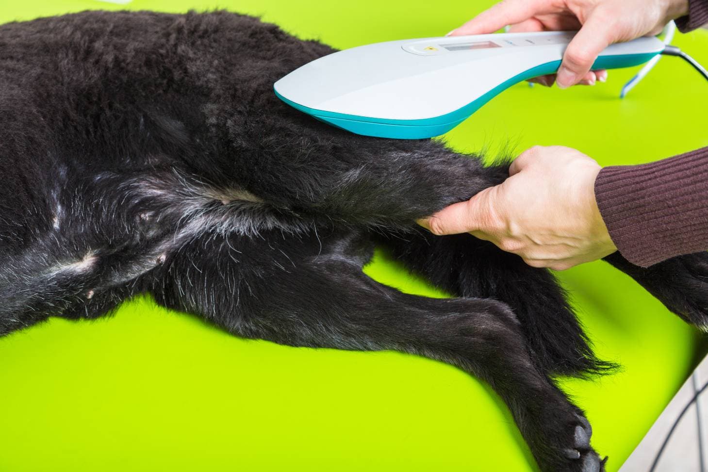 Laser Treatment Dog