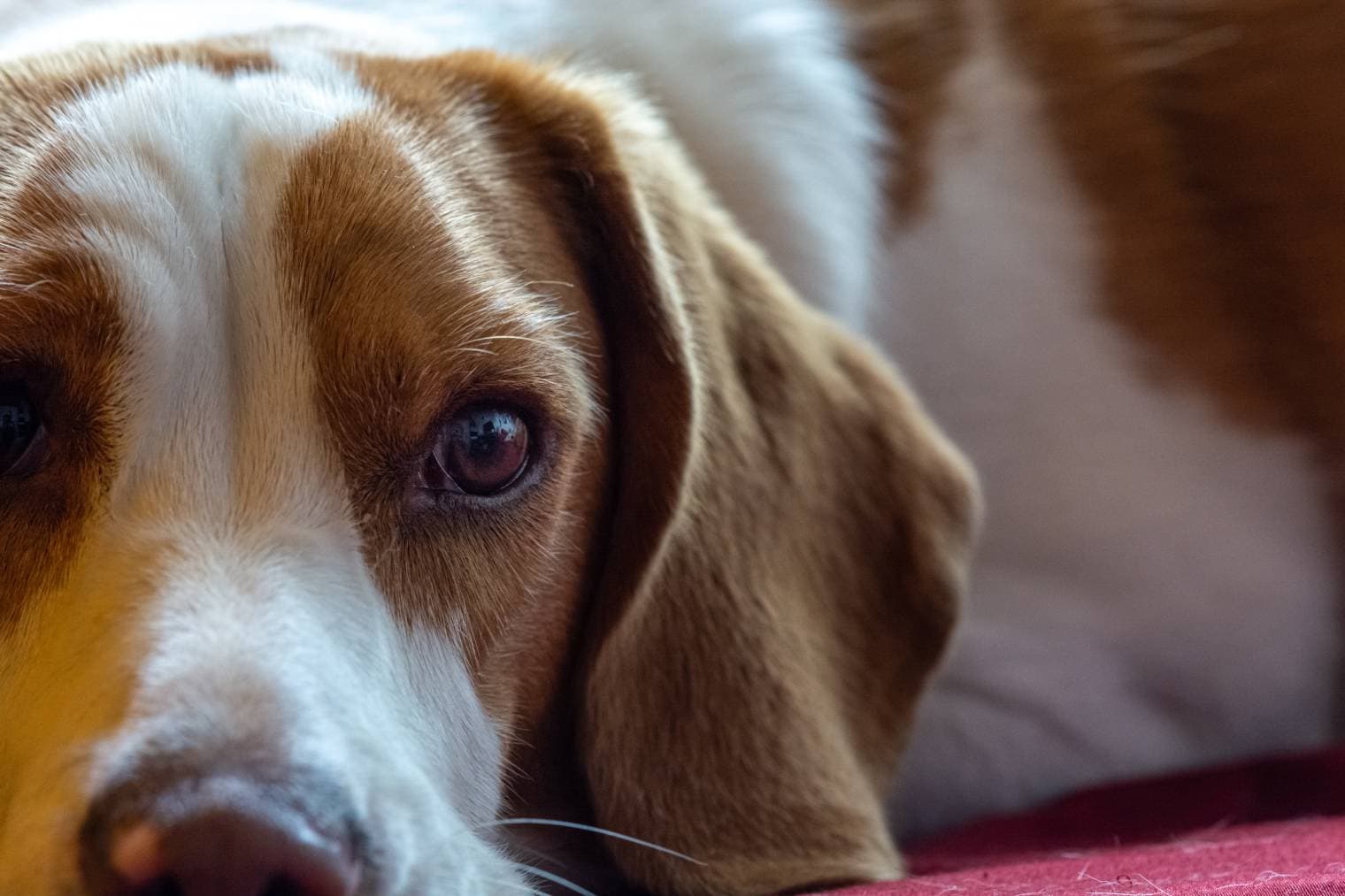 Lemon Beagle