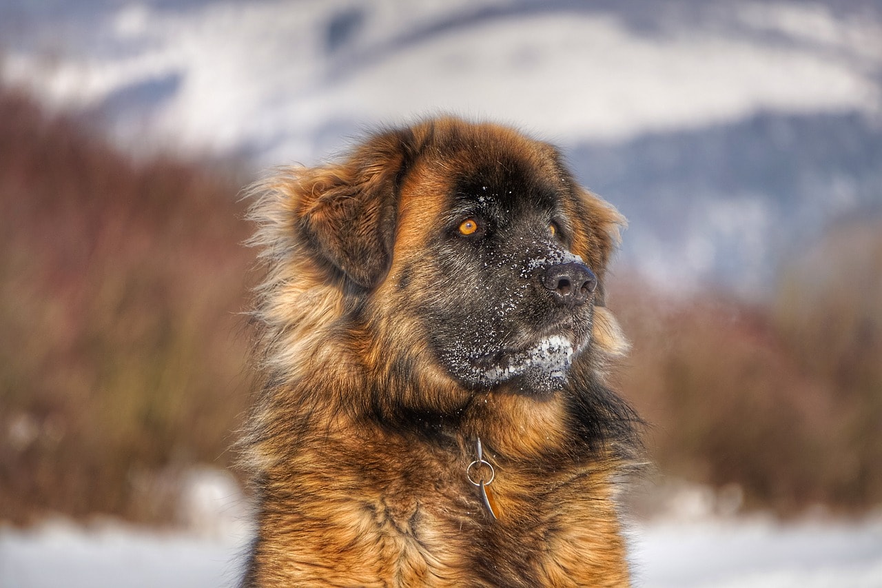 Leonberger close up