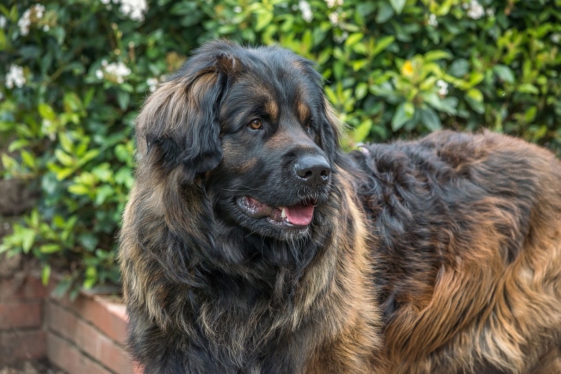 Leonberger with foilage backdrop