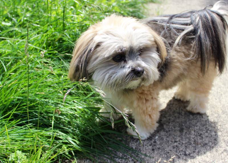 Lhasa Apso Pomeranian mixed breed dog