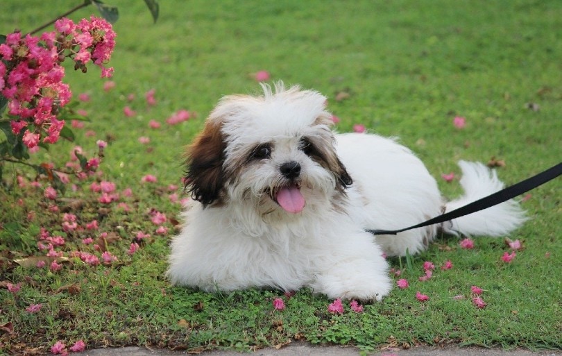 Lhasa Apso lying on the ground