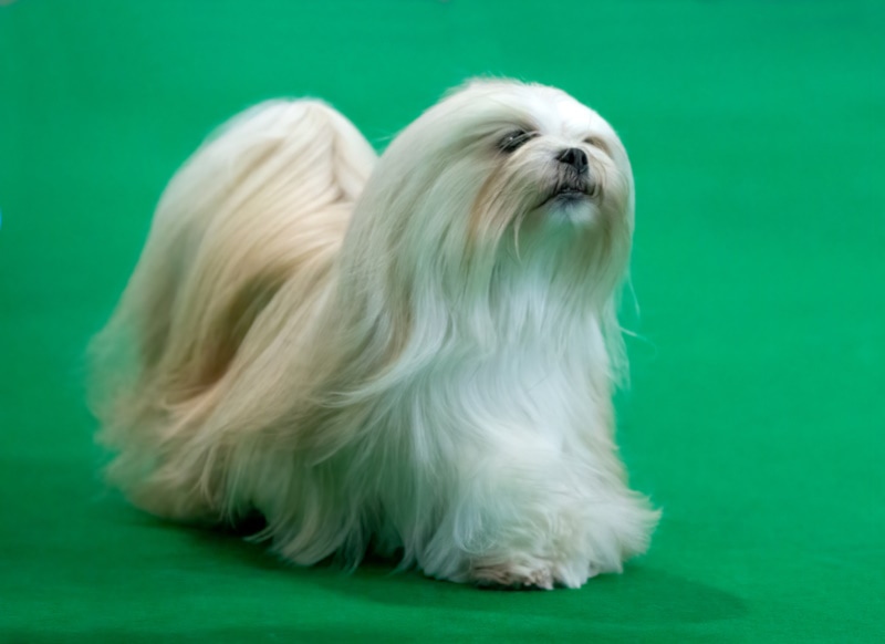 Lhasa Apso walking around in a dog show