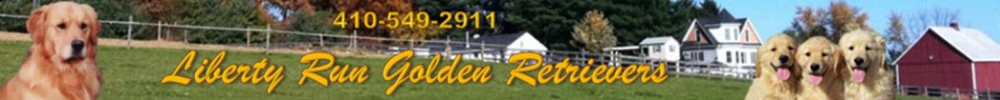 Liberty Run Golden Retrievers