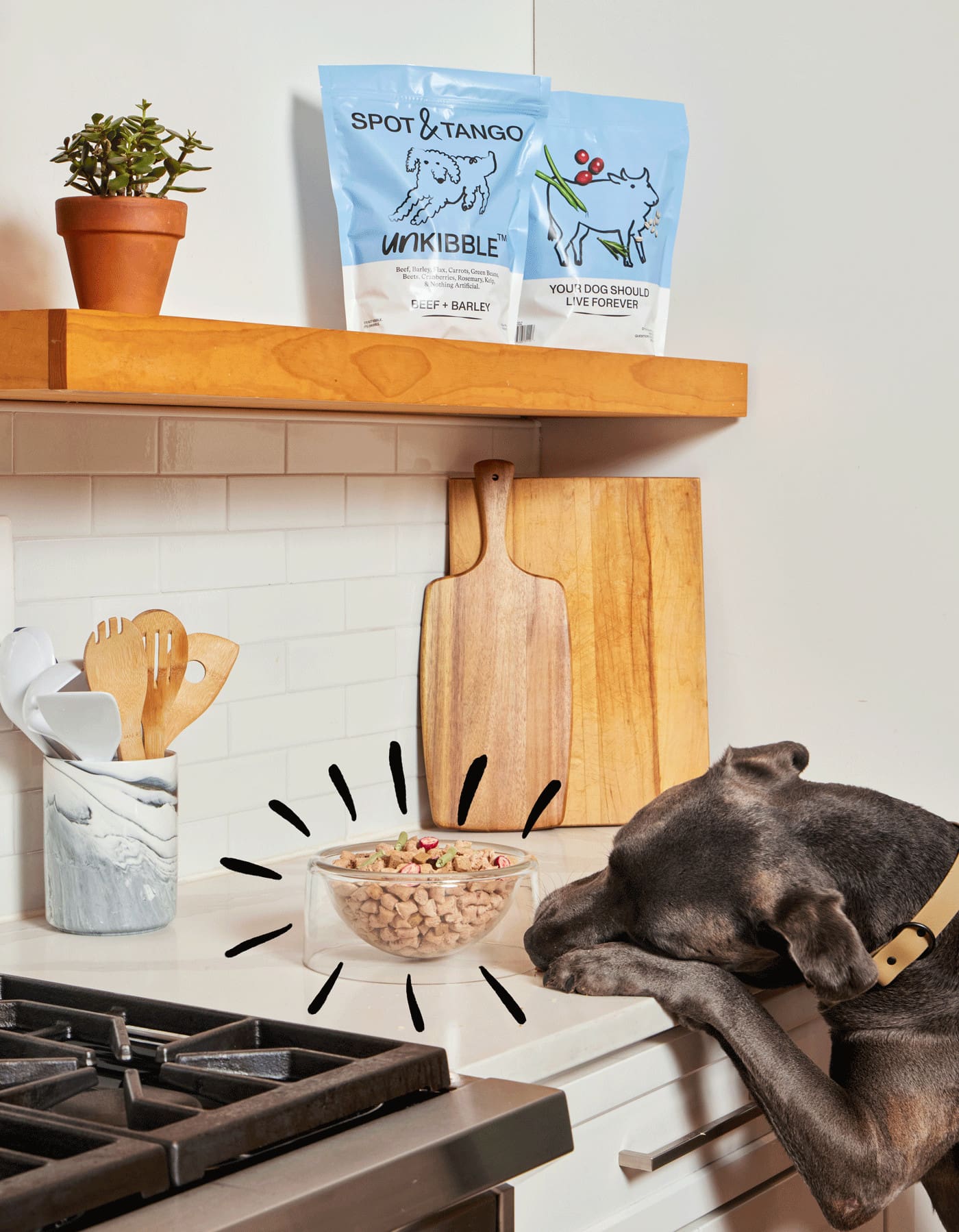 Dog trying to reach a bowl of Spot & Tango Unkibble