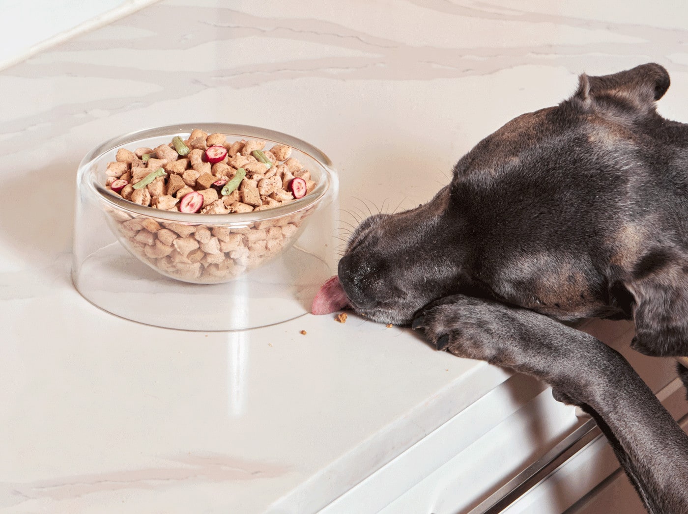 dog eating Spot & Tango Unkibble