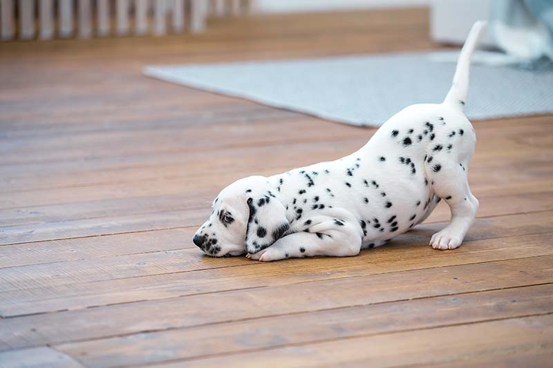 Little Dalmatian puppy lies on the wooden floor.