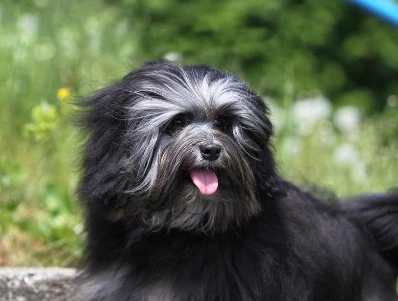 Little Lion Dog Lowchen_Svetlana Valoueva_shutterstock