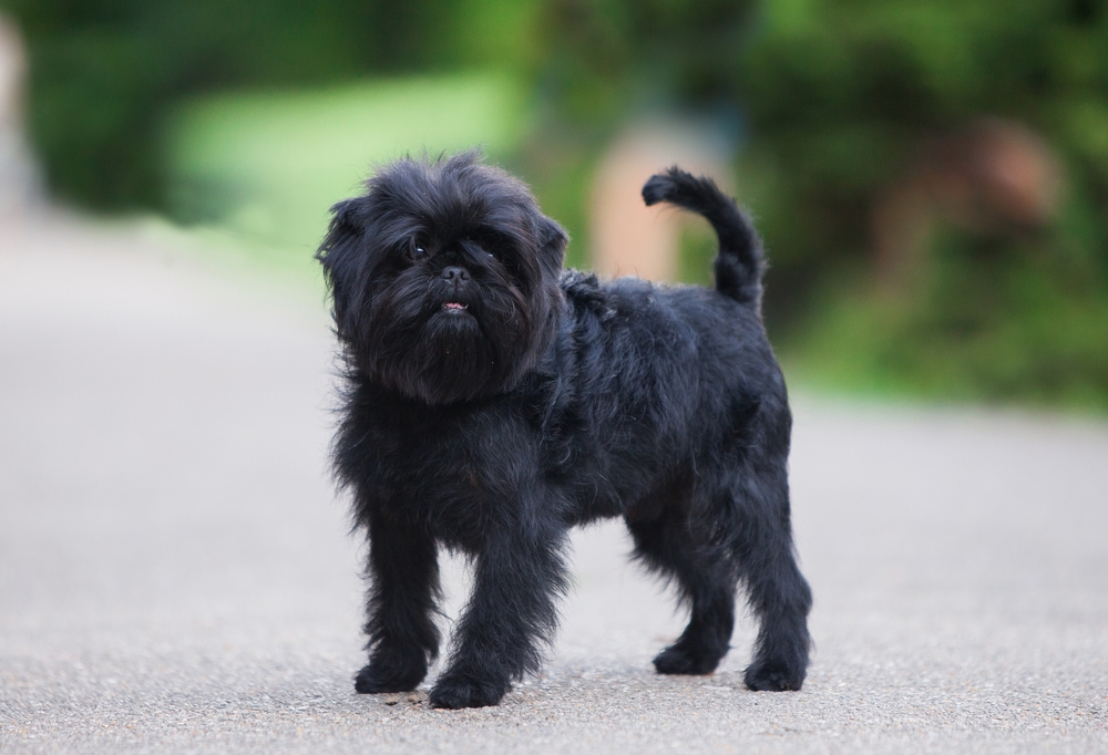 Little black affenpinscher dog in the park