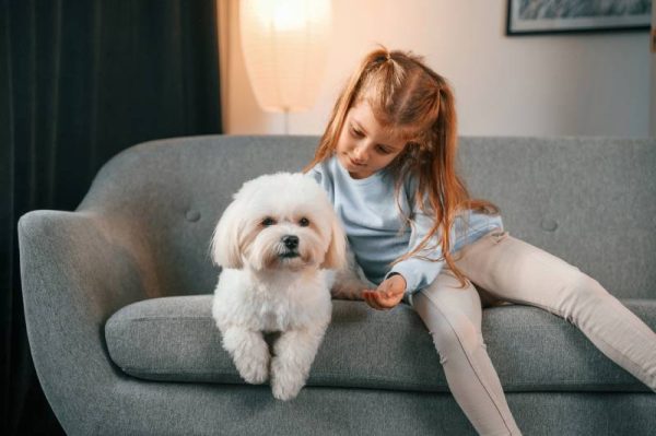 Little girl is with Maltese dog indoors in domestic room