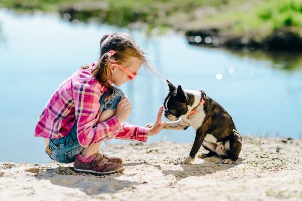 Little girl playing to high five a Boston Terrier beside a river