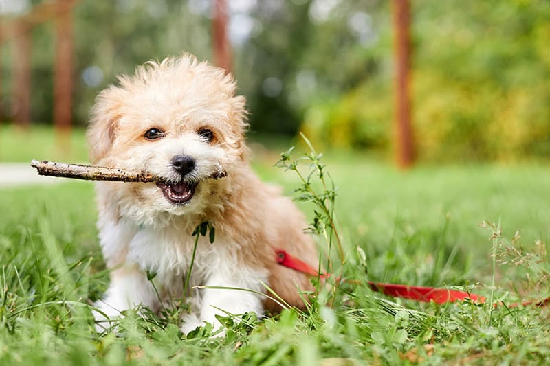Little maltipoo holding a stick