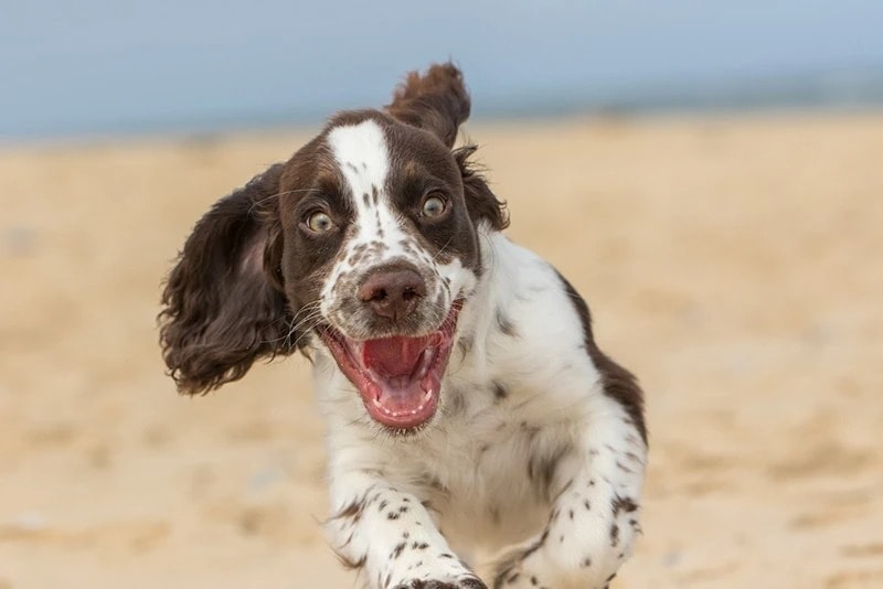 Liver and Whitecocker spaniel