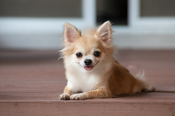 Long haired Chihuahua