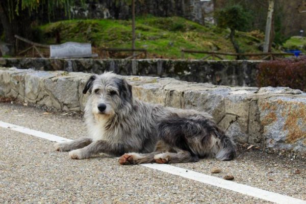 Long-haired Pyrenean shepherd dog sitting on the floor