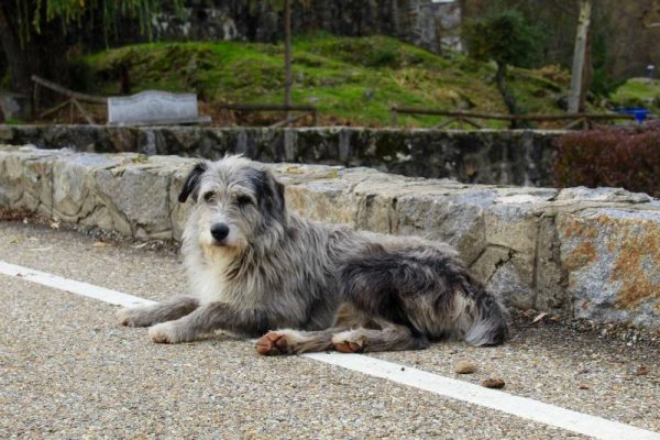 Long-haired-Pyrenean-shepherd-dog-sitting-on-the-floor