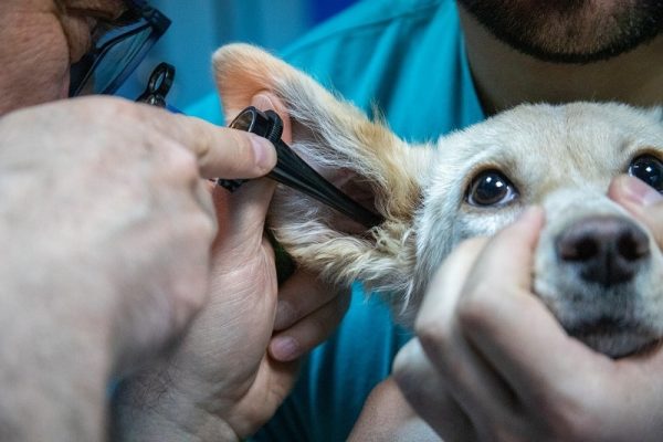 Looking into a dog's ear