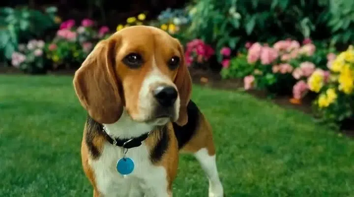 Lou from Cats & Dogs
