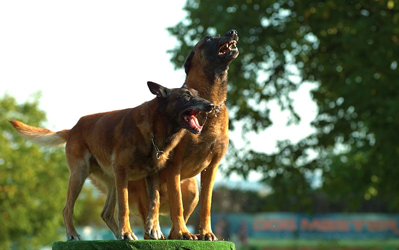 Mad dogs bark in the street