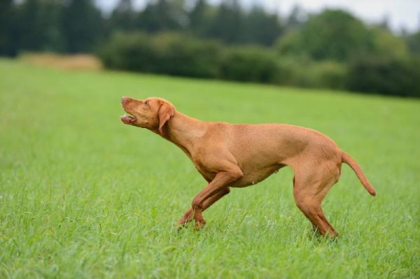 Magyar Vizsla dog barks