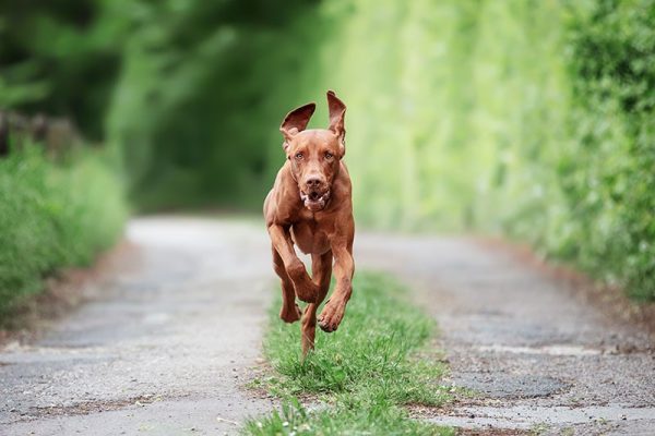 Magyar Vizsla male is running towards the camera