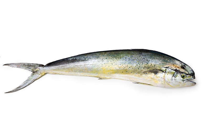 Mahi-mahi - Mediterranean fish Lampuga
