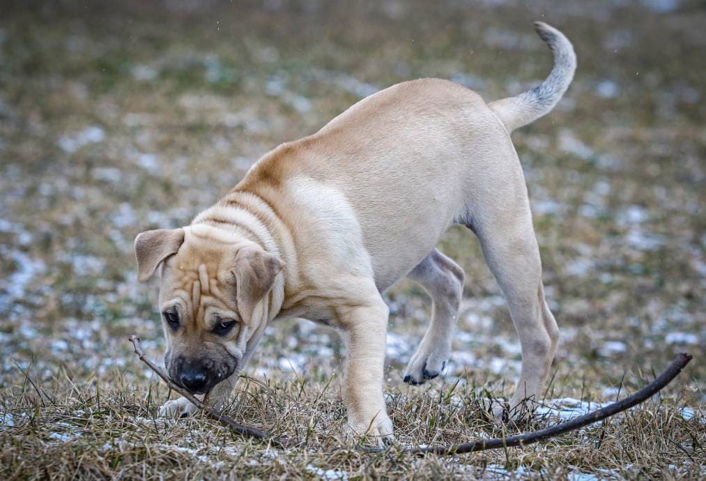 Majorca-Mastiff-playing-outdoors