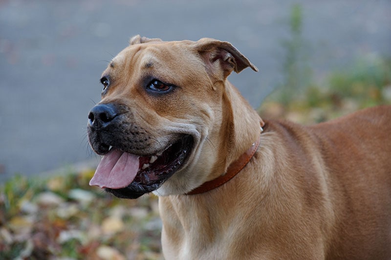 Majorca mastiff or majorcan bulldog