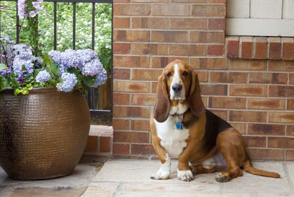 Male Basset Hound