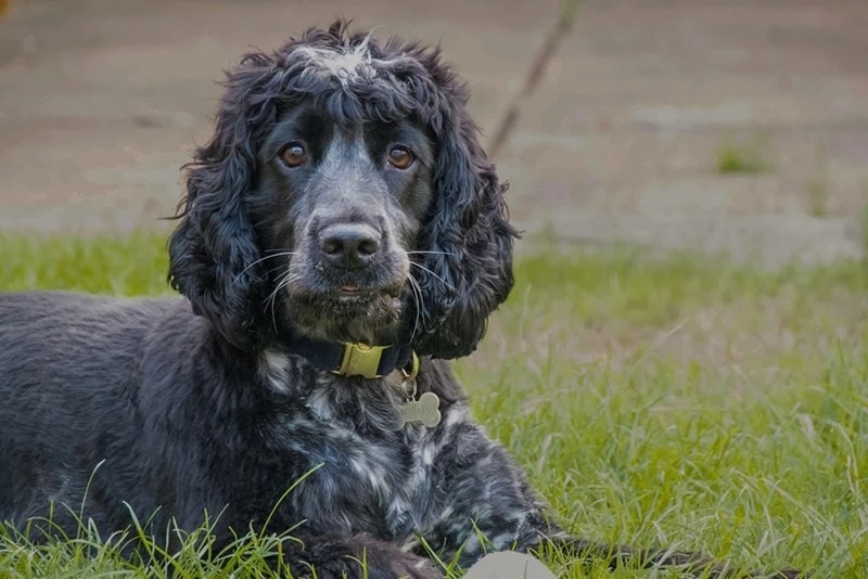 Male Blue Roan Cocker Spaniel