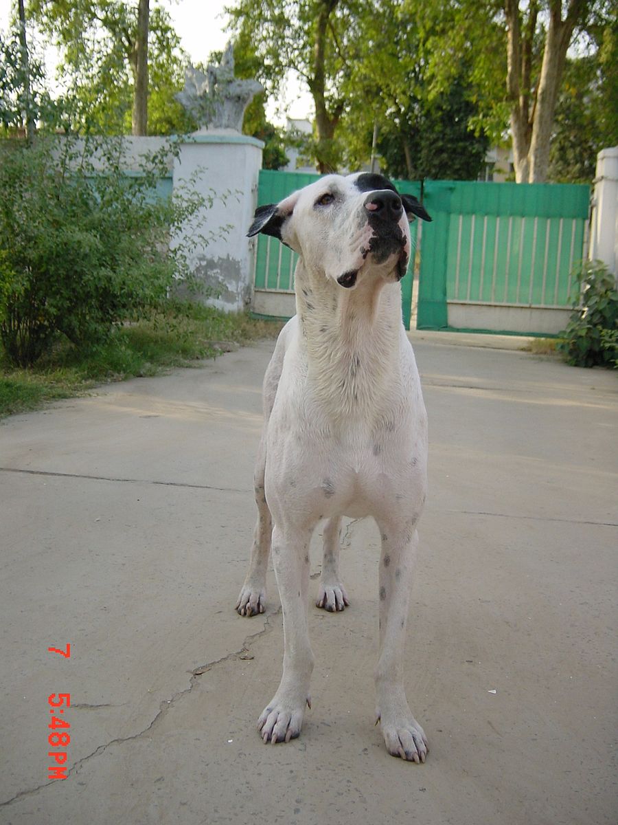 13 months old Male Bully Kutta
